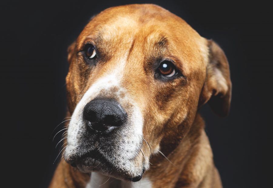 Matte gouache illustration of a calm brown and white dog against a deep teal background, warm cream and green accents, peaceful mood